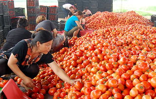 蔬菜價(jià)格持續(xù)走低 商務(wù)部監(jiān)測(cè)顯示食用農(nóng)產(chǎn)品批發(fā)價(jià)連降三周